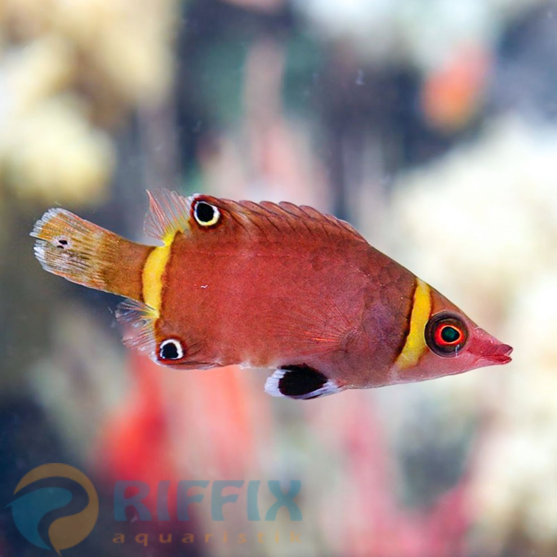 Wetmorella nigropinnata Höhlenlippfisch